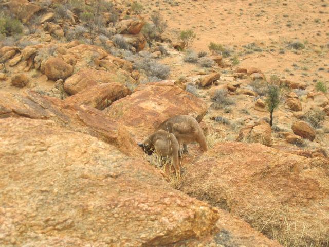 A 269 Alice Springs - Parc de la Station telegraphique.jpg